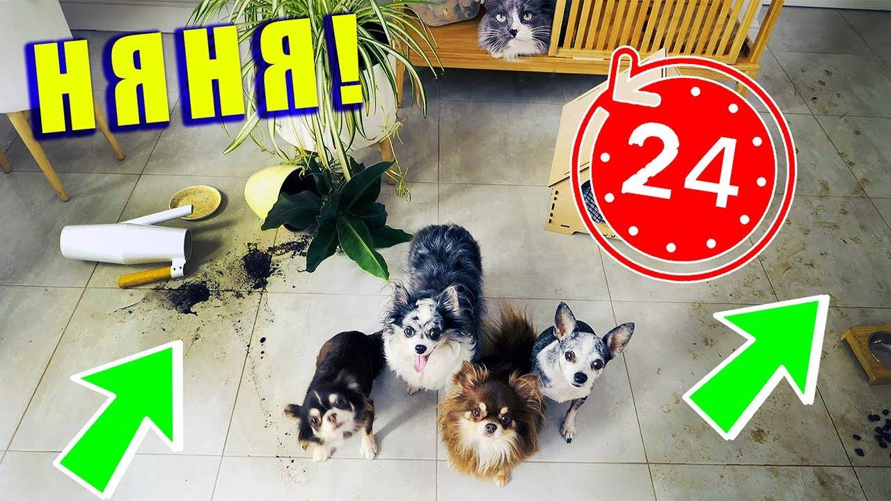 ПИТОМЦЫ ПРОТИВ НЯНИ! 24 ЧАСА С НЯНЕЙ ВОЛШЕБНЫЕ ПИТОМЦЫ НАВОДЯТ БЕСПОРЯДОК В ДОМЕ
