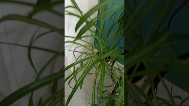 1000163615.mp4