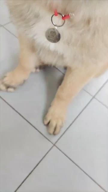 ГАМПР➖ШАНТАЛЬ.ВОСПИТАНИЕ ЭТО ВАЖНАЯ СОСТАВЛЯЮЩАЯ ВЗАИМООТНОШЕНИЙ#гампр#щенок#собака#гампртитан#