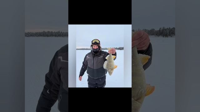 Варгато под музыку