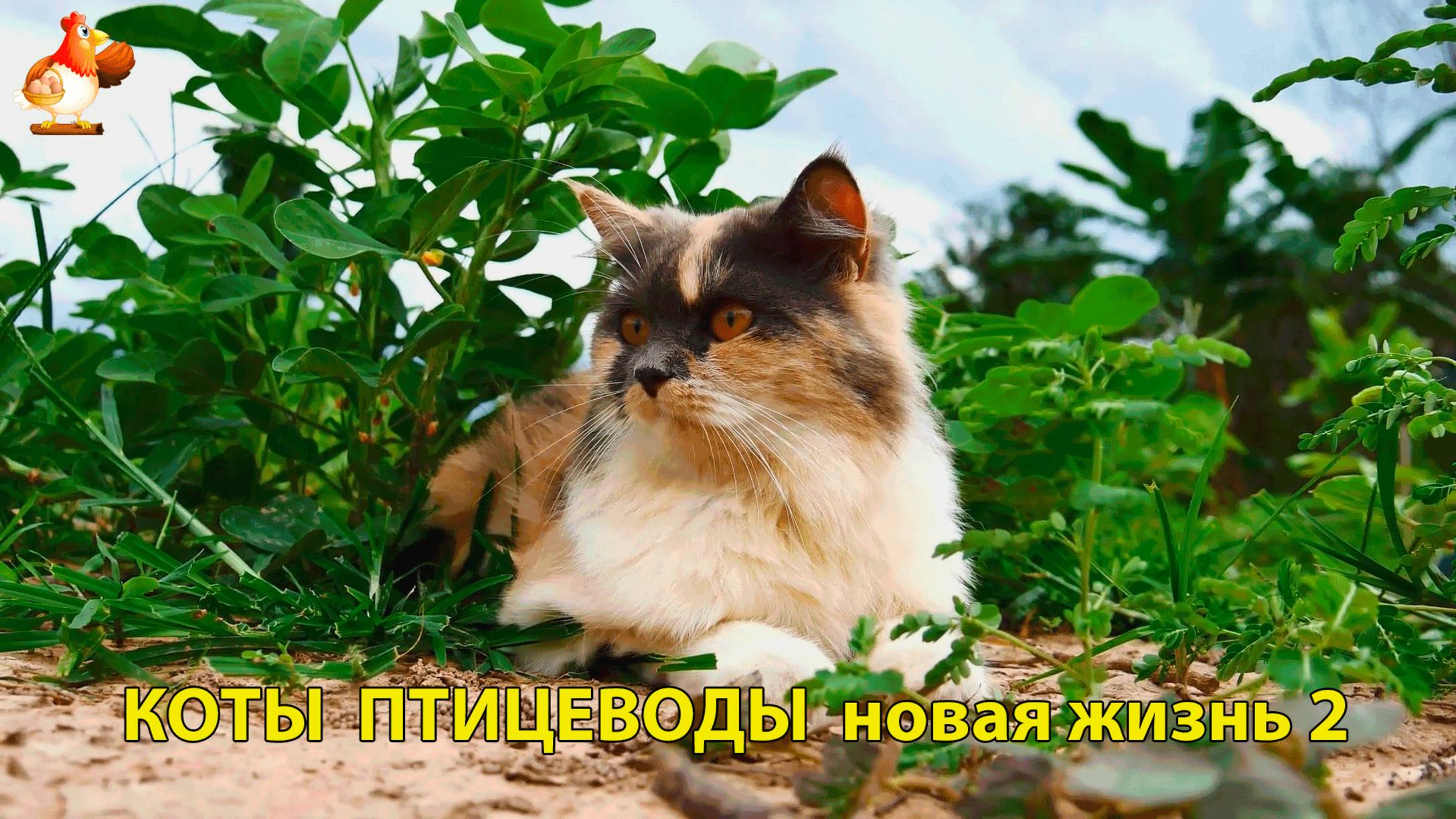Коты птицеводы со своими подопечными 😹🐈🐈⬛ Новая жизнь – выпуск (2) ❣️🤗😂
