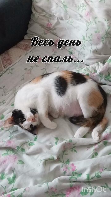 Ещё одна КотоИстина от Няши😸😹👍!#котики #прикол#рутюб