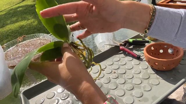 Fabulous Orchid Bloom and Satisfying Repot from HC Orchids