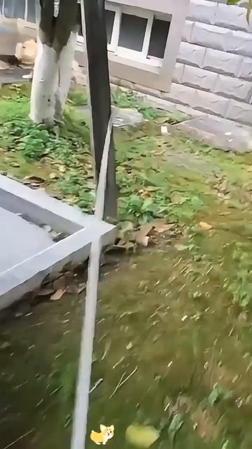 Страшнее кошки зверя нет🤪😁