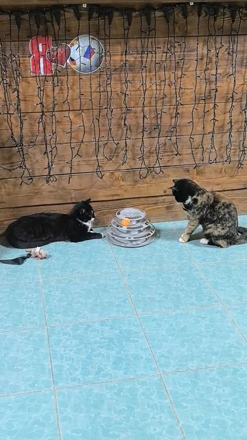 VID_20250124_212251.mp4