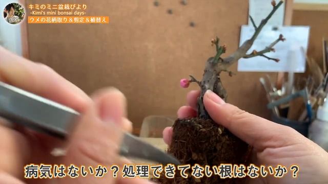 Сбор, обрезка и пересадка цветов сливы／Plum flower shell removal, pruning and replanting！
