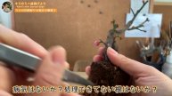Сбор, обрезка и пересадка цветов сливы/Plum flower shell removal, pruning and replanting!
