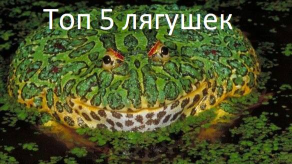 Топ 5 лягушек