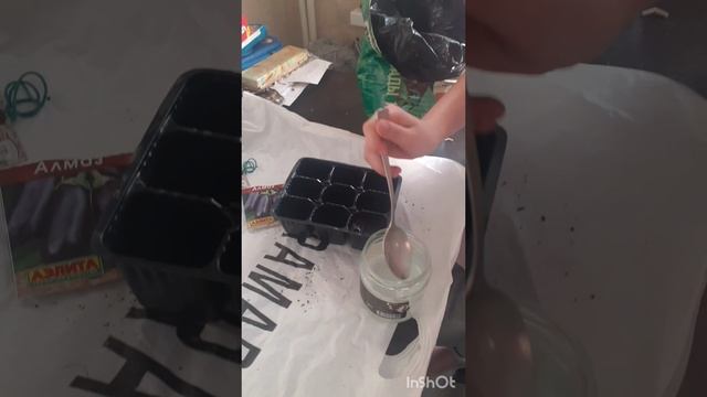 Посадка Баклажана на рассаду для раннего урожая в климате холодного урала