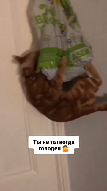 Ты не ты когда голоден😁