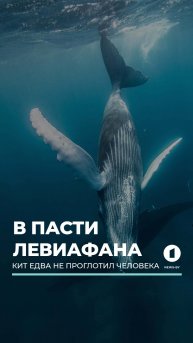 Житель Чили побывал в пасти кита и выжил - момент попал на видео #кит #горбатыйкит #магеллановпролив