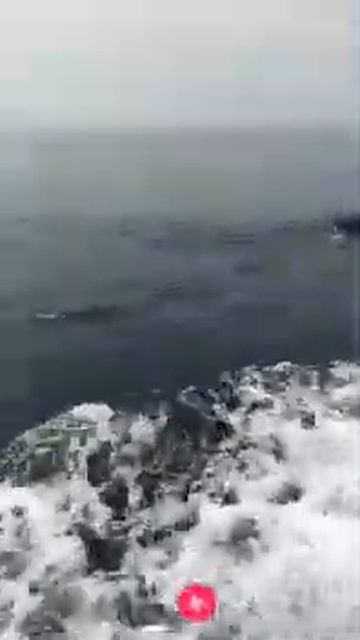 Кабан плывёт по морю