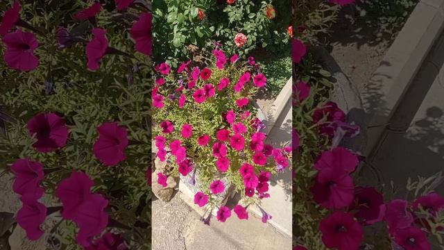 Впервые на Rutube.
Моё знакомство с аудиторией.