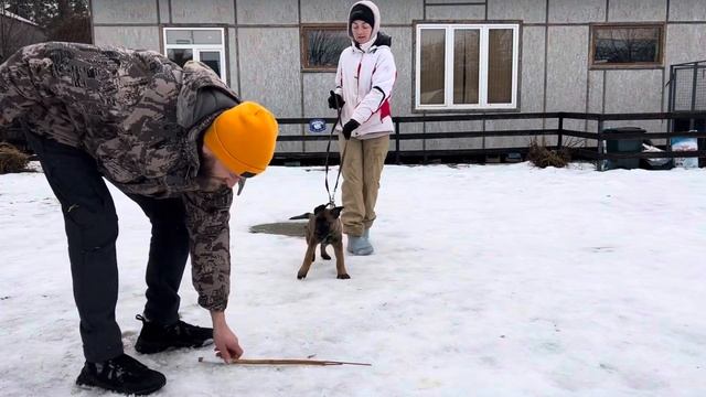 Щенок малинуа Джанико Панишер (Зод) 2,5 месяца