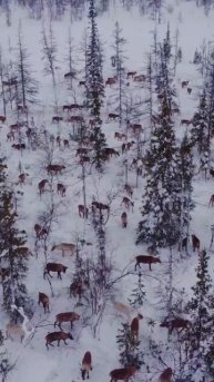 Ямальские олени #shorts