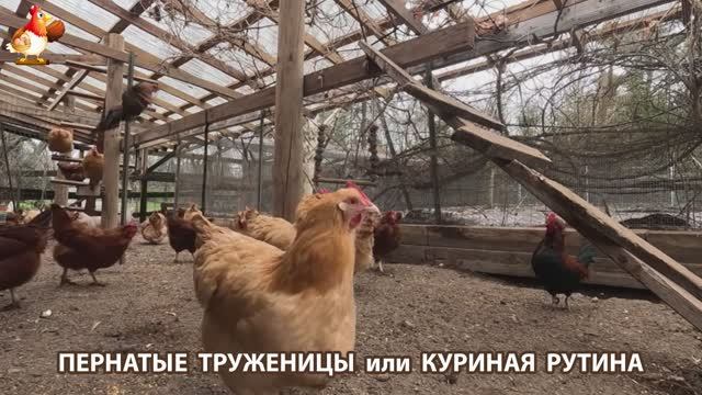 Куры несушки свободного выгула и их обычная куриная рутина – эпизод (27)