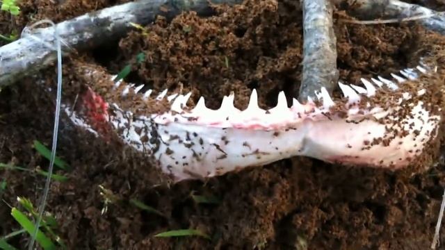 How To Perserve Shark Jaws Part 1