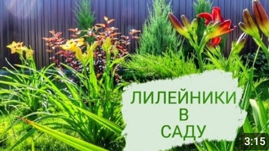 ЛИЛЕЙНИКИ В САДУ- ЭТО ОЧЕНЬ КРАСИВО !!!