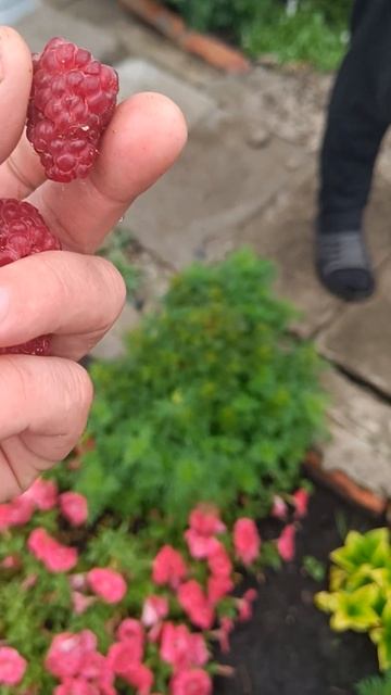 сибирская малина