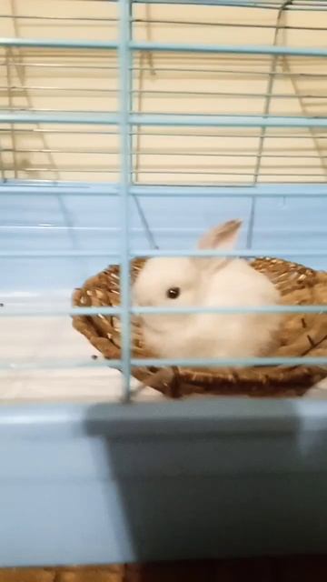 декоративний кролик баран