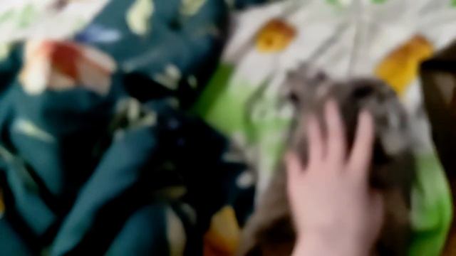 обзор на дом (бумажные собаки) это рил я не тт и не дп и ваще это моё видео