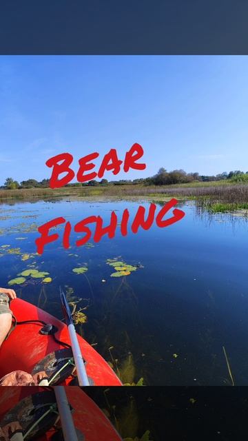 bear fishing