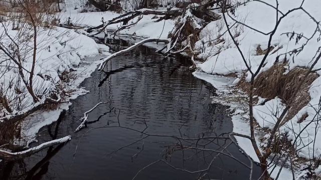 рыжий пёс. прогулка с собакой. преодоление водной преграды по столу упавшего дерева.