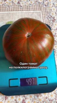 #обзортомата #полосатыйшоколад #садогород #деревня