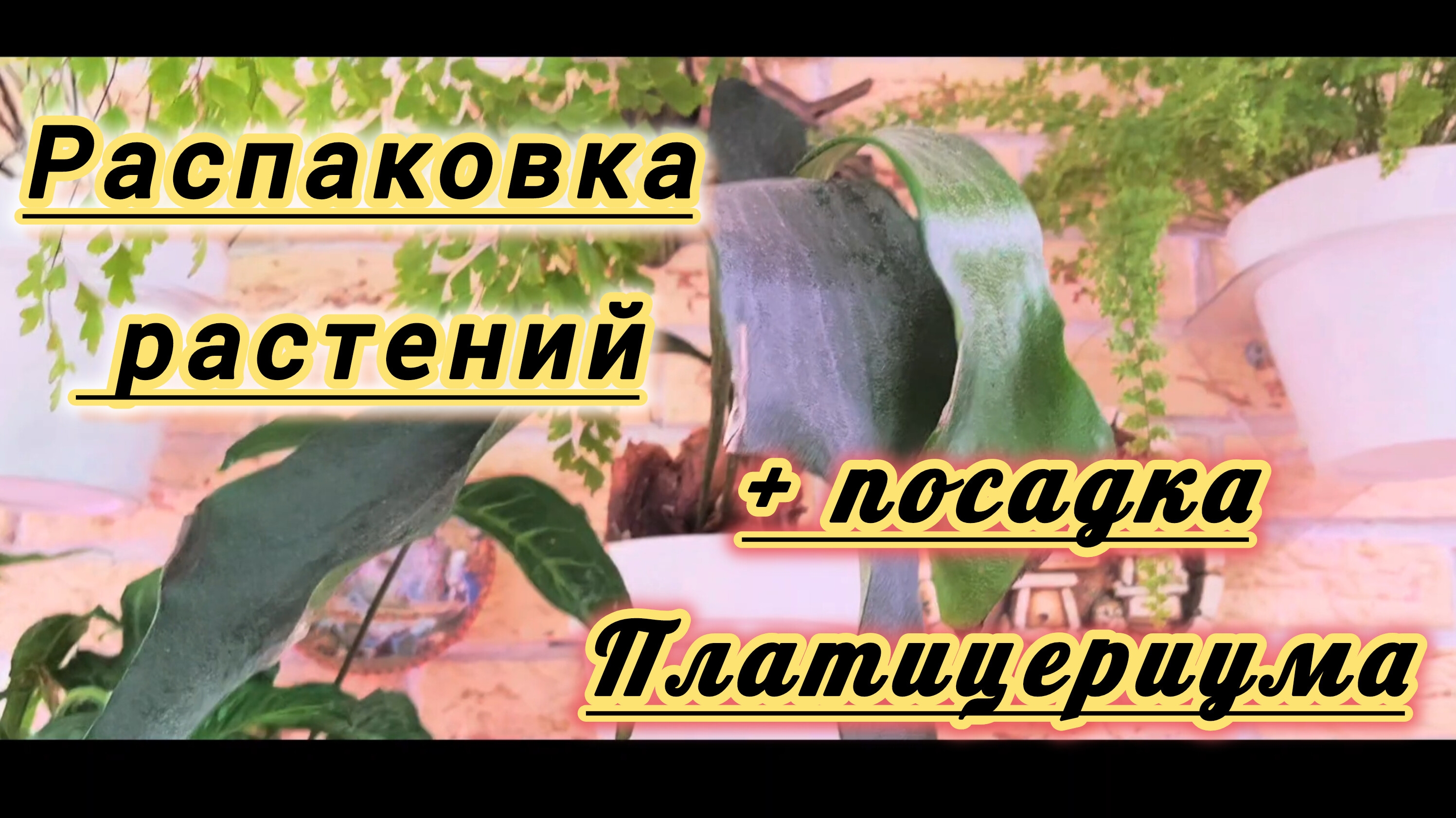 Распаковка 📦 с растениями + посадка папоротника Платицериума 14-02-2025