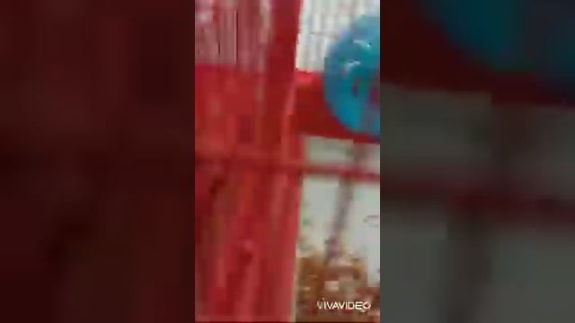 мои хомяки