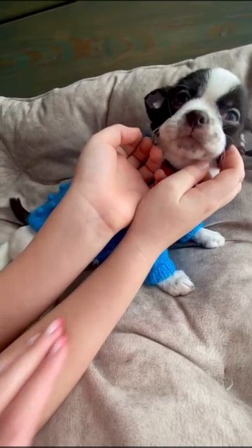 Мальчик чихуахуа 💙