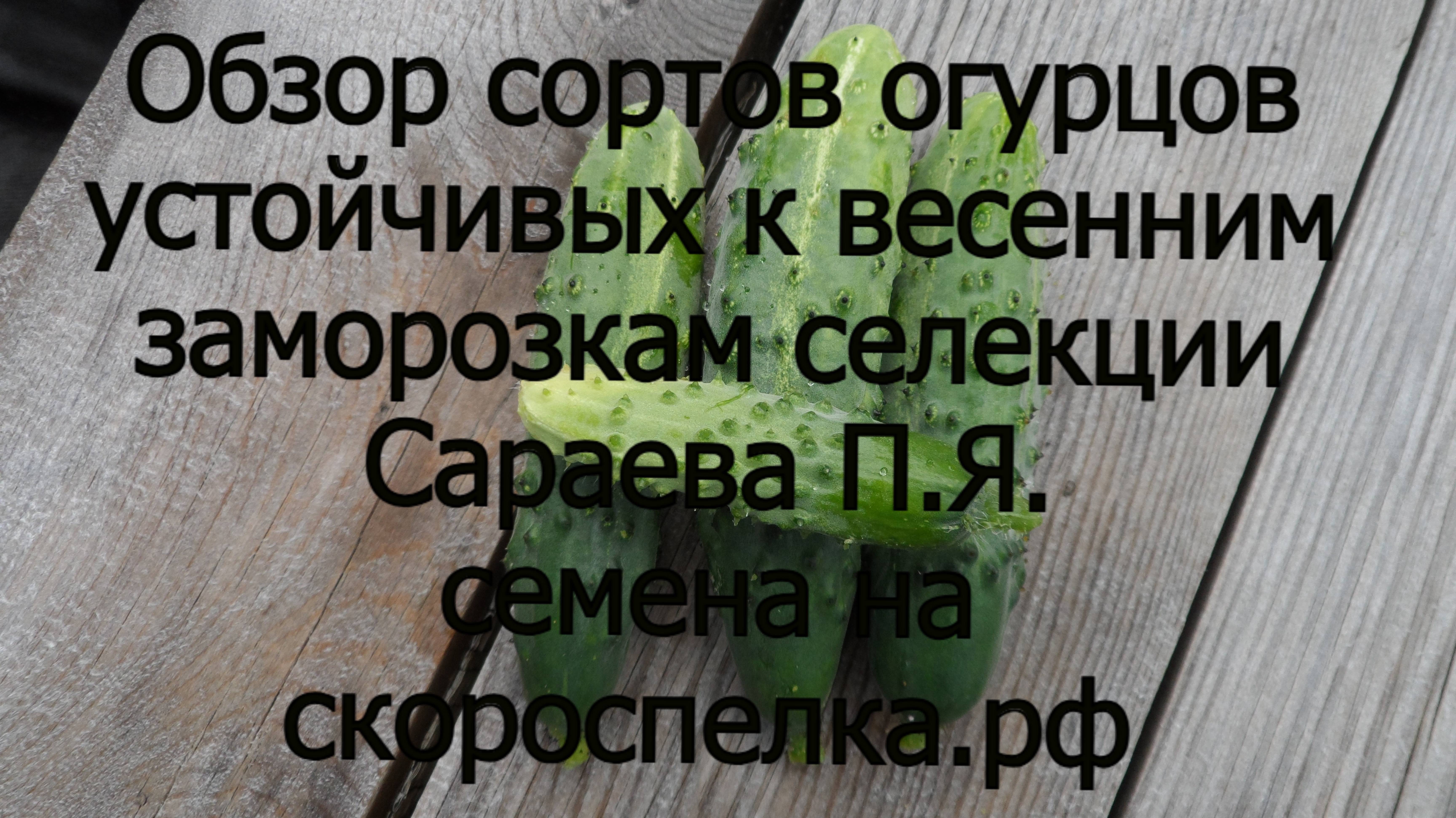 Обзор сортов огурцов селекции Сараева П.Я. устойчивых к весенним заморозкам семена на скороспелка.рф