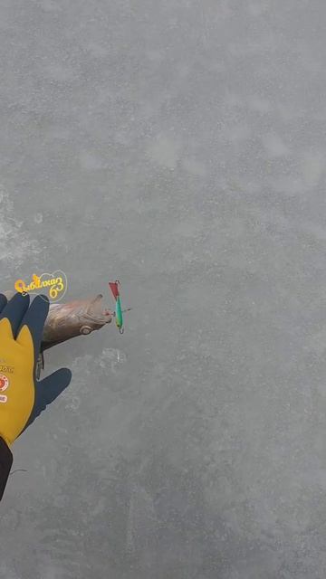 Ловля судака с эхолотом Практик, Подъём на экране!