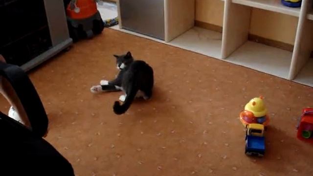 Молящийся кот