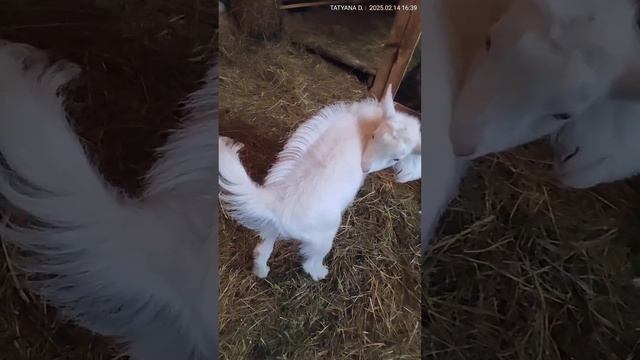 Козлик Беляш, продажа