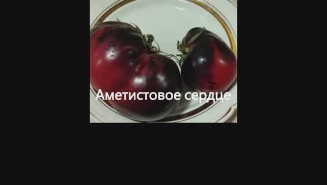 Каталог томатов 2024 г. Часть 9. Проверенные сорта. г. Киров