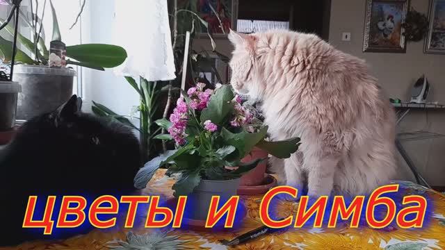 Жизнь котов