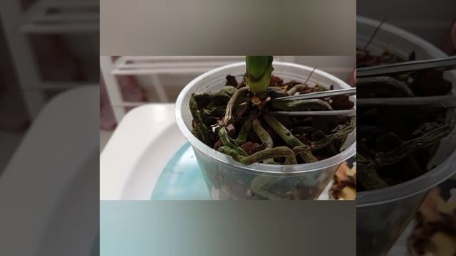 Очередная попытка спасти орхидею из "Пятерочки"от мусорки