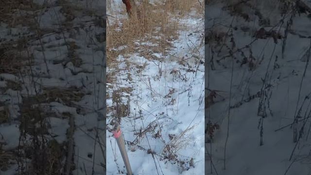 VID_20250214_124721_614.mp4