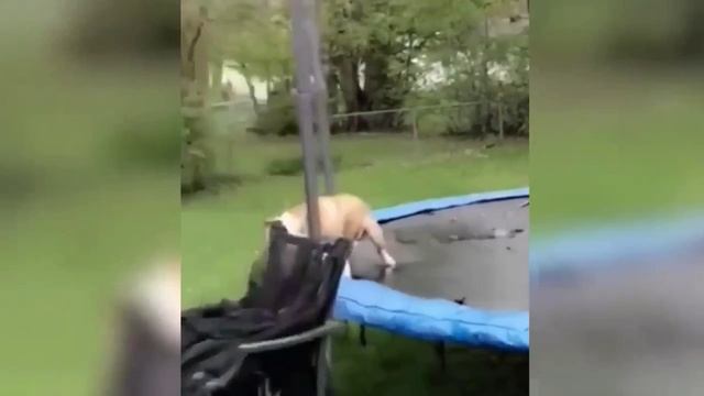 Смешное видео #юмор #развлечения #прикол