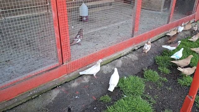 В мире животных или голуби на улице