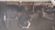О скотском житье скотины на одной кинешемской ферме