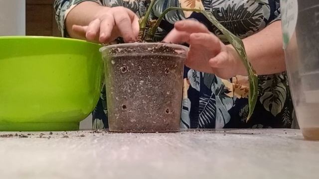 100 дней пересадки: аглаонема продолжение