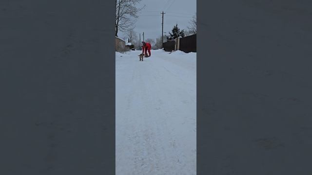 Американский булли! Шикарные мальчишки!