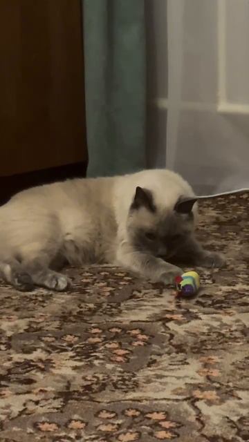 Masya.mp4
