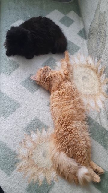 котёнок Лёва