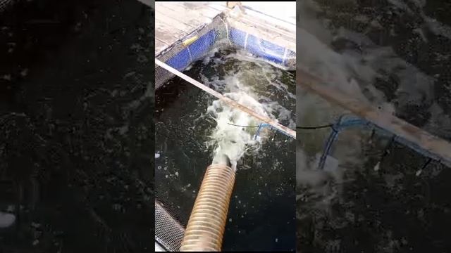 Приняли правильную форель