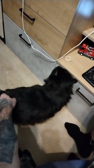 Кот сломался