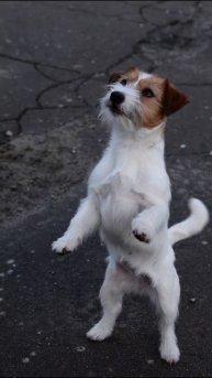 Джек Рассел терьер Патюша