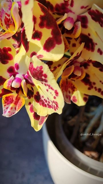 Phal. OX Sponge Bob (peloric - 2 eyes) | Домашнее цветение желтой орхидеи бабочки Спанч Боб 🐣